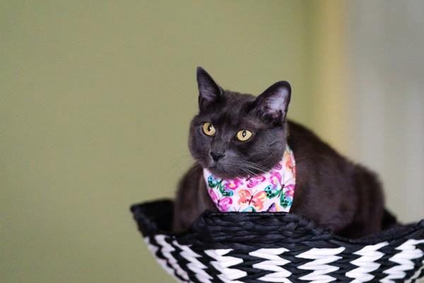 /Images/uploads/Cuddles Cat Cafe/uvac/entries/18151thumb.jpg